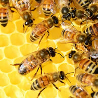 apiario produzione miele